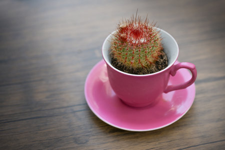 Small potted cactus with buds growing in a pink coffee cup as a fancy table decoration, copy space, selected focus, narrow depth of fieldの写真素材