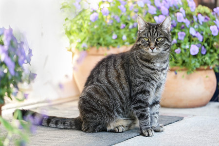 Tabby cat sitting between flower pots on the doormat in front of the house entrance observing the...