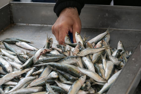Hand of a fisherman taking fish for sale from a vessel full of fresh sardines at the market, copy space, selected focus, narrow depth of fieldの写真素材