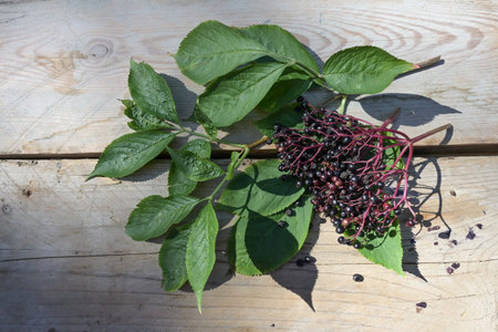 Ripe elderberries and leaves (Sambucus nigra) on wooden planks, used as medicinal home remedy and...
