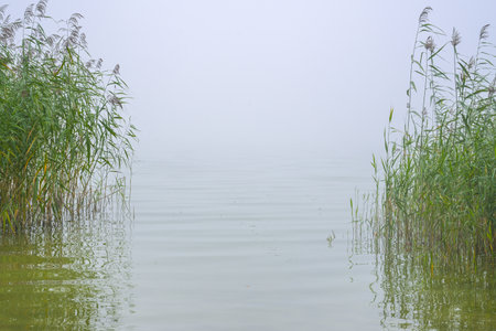 View through green reeds onto a calm lake, the water horizon disappears in the haze, environment concept, natural landscape copy space, selected focus, narrow depth of fieldの写真素材