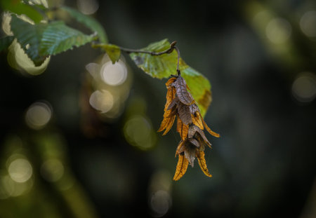 Seed catkin from the hornbeam tree (Carpinus betulus) in autumn, the fruit is a small nut, surrounded by leafy involucre bracts, dark background, copy space, selected focus, narrow depth of fieldの写真素材