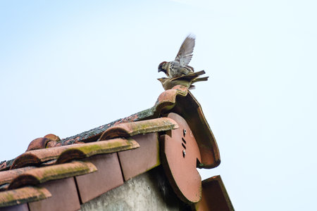 House sparrows (Passer domesticus) copulating on a roof ridge against a gray sky, wildlife in the city concept, animal and bird themes, copy space, selected focus, narrow depth of fieldの写真素材