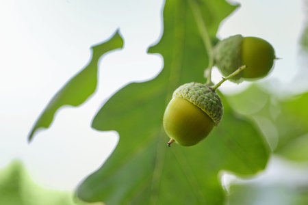 Young green acorns between the leaves on an oak tree, the seeds are little wonders of nature...