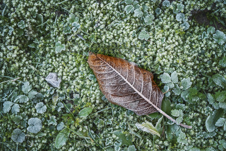 Brown fallen leaf covered with ice crystals lies in the frozen moss in the hoarfrost, winter is coming in nature, copy space, top view from above, selected focusの写真素材