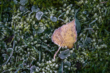 Golden brown birch leaf sprinkled with ice crystals after the first hoar frost lies in the dark moss on a meadow, winter onset in nature, copy space, top view from above, selected focusの写真素材