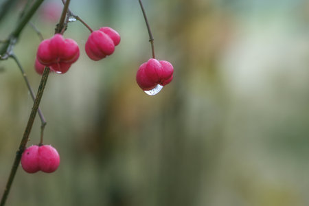 Pink fruits of the common spindle shrub (Euonymus europaeus) with a water drop against a blurry green background, copy space, close up shot, selected focus, very narrow depth of fieldの写真素材
