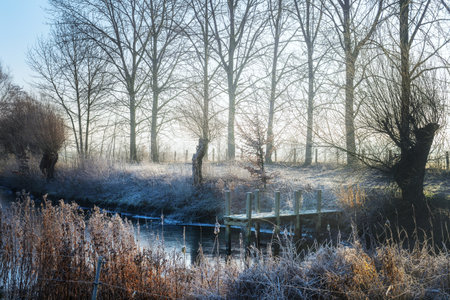 Wooden jetty in a frozen pond surrounded by trees and reeds with hoarfrost on a cold morning, rural winter landscape, copy space, selected focusの写真素材