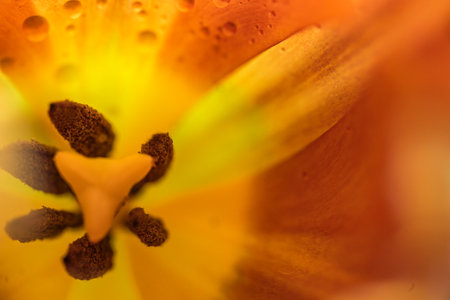 Inside a tulip flower with orange petals, pistil and stamen, macro shot, abstract natural background or greeting card for spring or Easter holidays copy space, selected focus, very narrow depth of fieldの写真素材