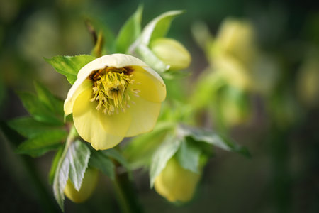 Flower of Christmas rose or black hellebore (Helleborus niger), yellow blooming, dark blurred background, early greeting from nature, copy space, selected soft focus, narrow depth of fieldの写真素材