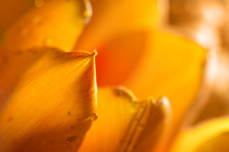 Petal tip of an orange tulip, macro shot, abstract flower background or greeting card for Easter spring holidays copy space, selected focus, narrow depth of fieldの写真素材