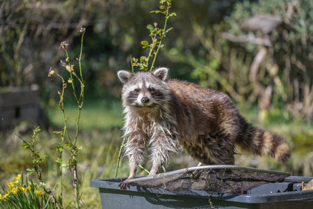Raccoon (Procyon lotor) standing on a plastic container in the backyard and looking to the camera, cute animal but invasive species and neozoan in Germany, Europe, copy space, selected focusの写真素材