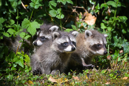 Three young raccoons looking out of the bushes, in Germany the cute animals are considered invasive...