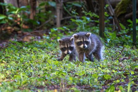 Two raccoon cubs still a little shy on their first walk into the big wide world, animal wildlife photography, copy space, selected focus, narrow depth of fieldの写真素材