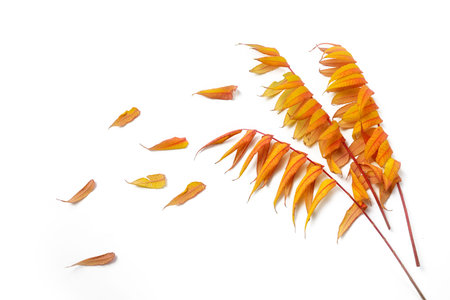Three leaf patterns from staghorn sumac (Rhus typhina) in autumn colors and some leaves falling,...