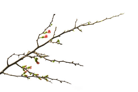 Quince branch with first pink and green buds, beautiful precursor to spring time, isolated on a white background, copy space, selected focusの写真素材