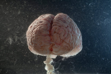 Brain floating in a tank of water