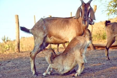 Mother feeding her little sonの写真素材