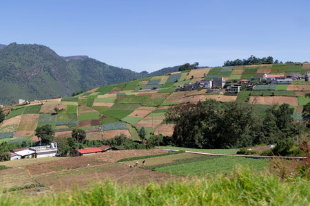 Rural landscape of vegetable agriculture fields in Guatemalaの写真素材