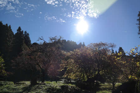 alishan mountain in taiwanの写真素材