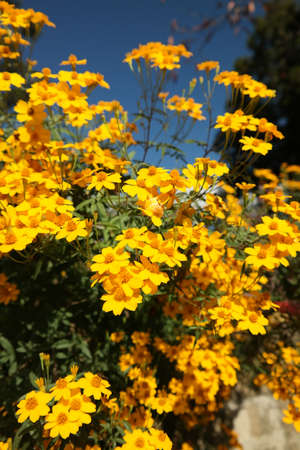 flowerの写真素材