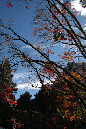 flowerの写真素材