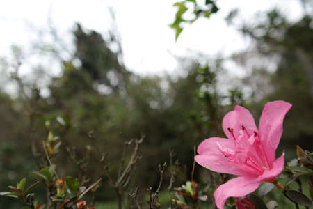 flowerの写真素材