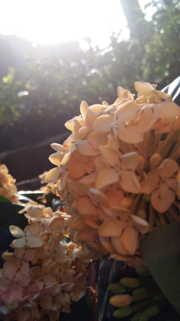 Composite photo of a flower