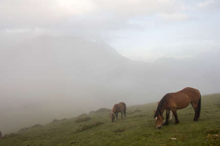 Horses in the mistの写真素材