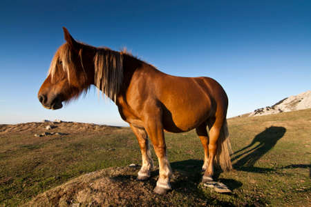 Horse in meadowsの写真素材