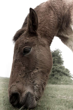 A foal called Innocenceの写真素材
