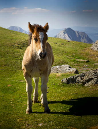 Horse in the mountainの写真素材