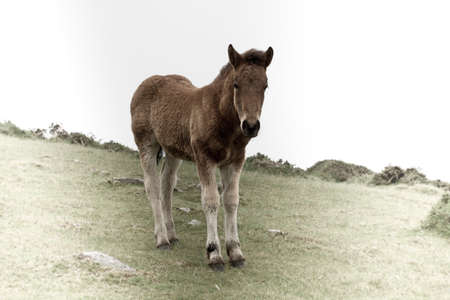 A foal called Innocenceの写真素材