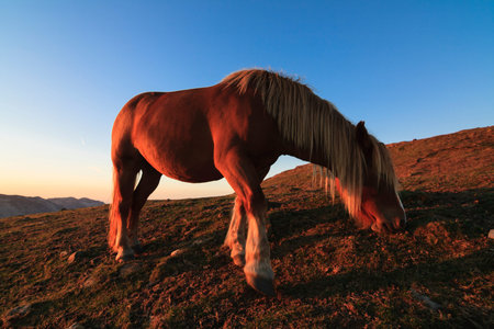 Red horse at sunsetの写真素材