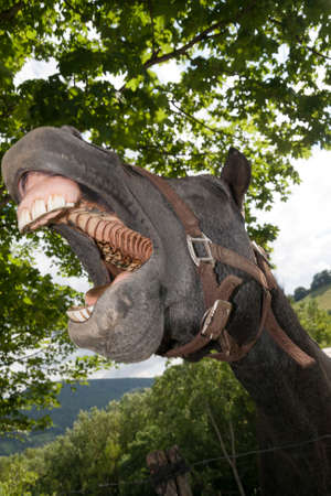 Horse screaming laughingの写真素材