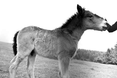 A foal called Miracleの写真素材