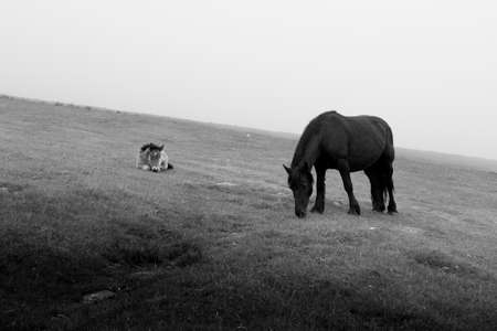 A foal called Miracleの写真素材