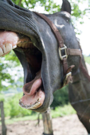 Horse screaming laughingの写真素材
