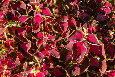 colorful flowers and leaves texture in autumn
