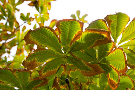vibrant colorful leaves detail at fallの写真素材