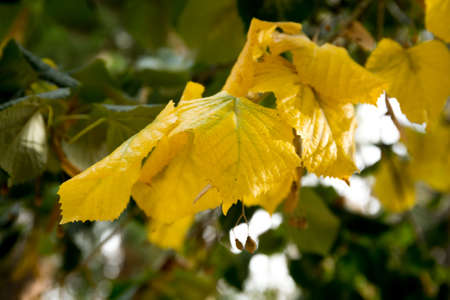 vibrant colorful leaves detail at fallの写真素材