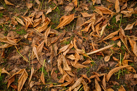 vibrant colorful leaves detail at fall