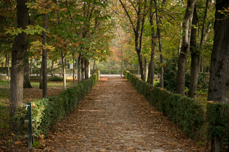 colorful peaceful path through the trees autumn