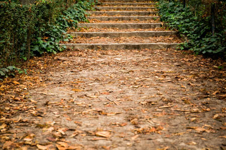 colorful peaceful path through the trees autumnの写真素材