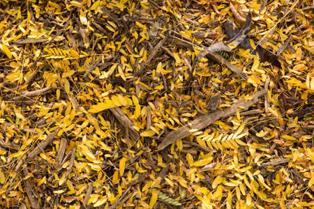 vibrant colorful leaves detail at fallの写真素材