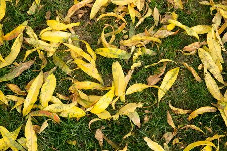 vibrant colorful leaves detail at fall