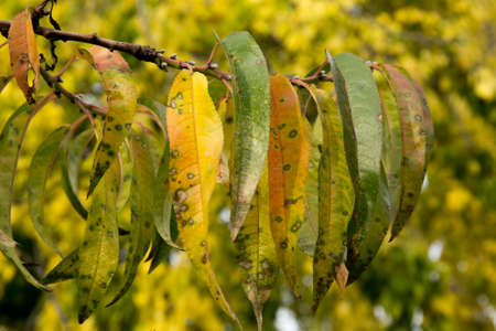 vibrant colorful leaves detail at fallの写真素材