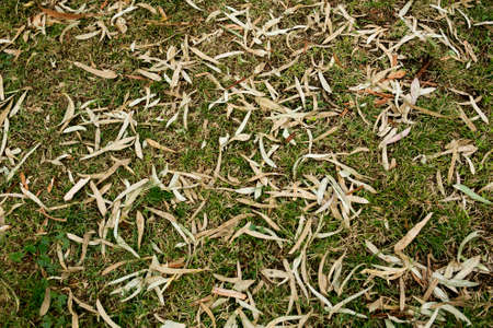 vibrant colorful leaves detail at fallの写真素材