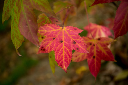 vibrant colorful leaves detail at fall