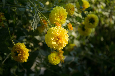 Colorful dahlia flower in the botanical garden